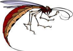 Dangerous mosquito