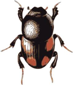 Scarab beetle