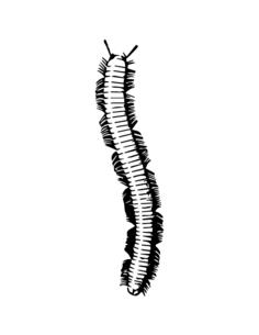 Millipede