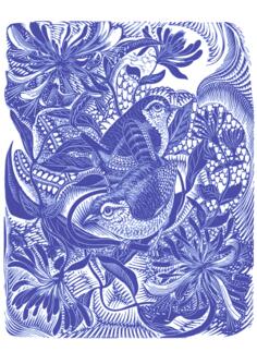 Birds in forest