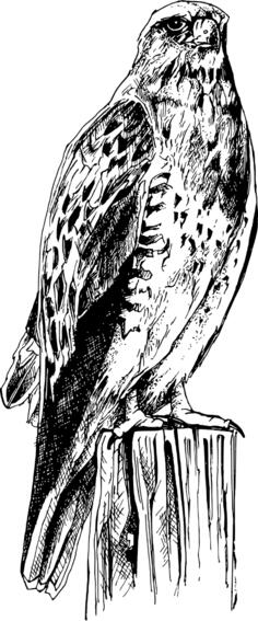 Bird of prey