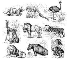 African animals vector collection