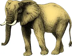 Elephant colored in yellow