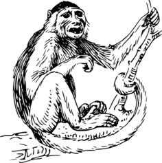 Capuchin monkey