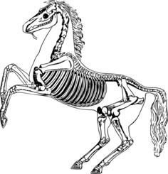 Horse skeleton