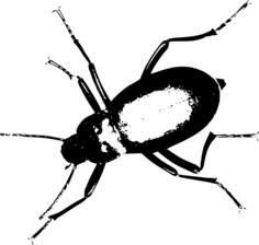 Monochrome image of a bug