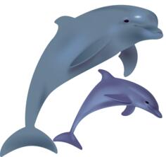 Two dolphins