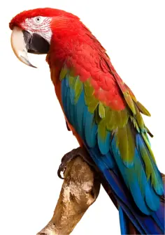 Colorful Macaw