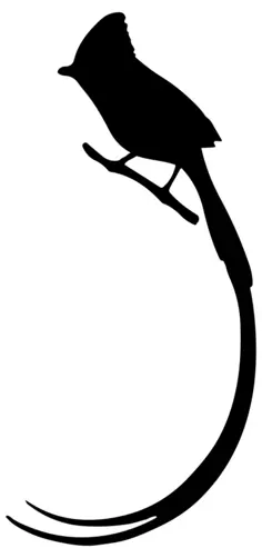 Long-tailed Bird Silhouette