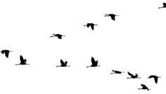 Birds Flying In Formation