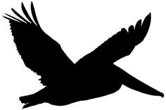 Pelican In Flight