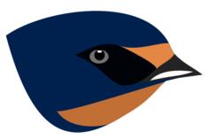 Swallow's head