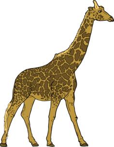 Giraffe image