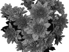 Flowers in greyscale