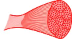 Skeletal muscle