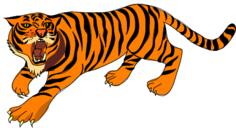 Attacking tiger