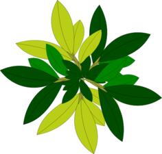 Tree leaves