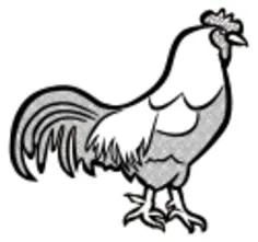 Black and white image of a chicken