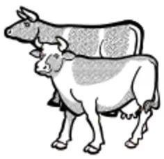 Cows
