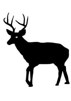 Buck