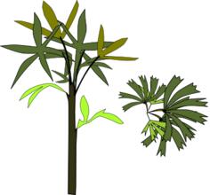 Broadleaf Lady Palm