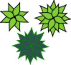 Agave