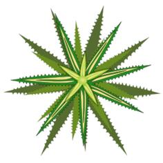 Star plant