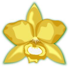 Yellow cattleya