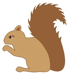 Cute squirrel