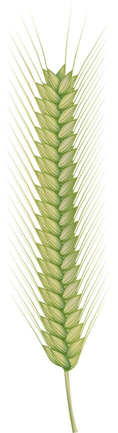 Seed