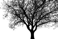 Detailed Tree Silhouette