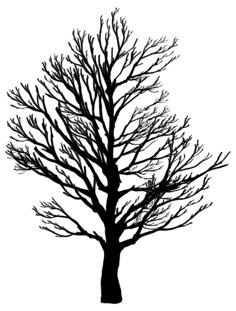 Barren Tree Silhouette 2