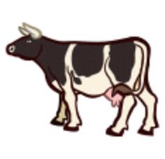 Milking cow