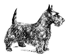 Scotch terrier