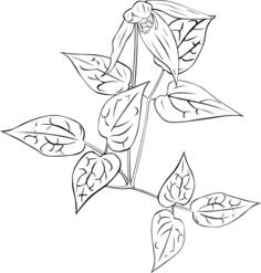 Coloring book flowers