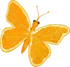 Citrus butterfly