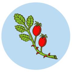 Rose hip