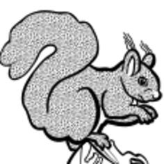 Coloring book squirrel