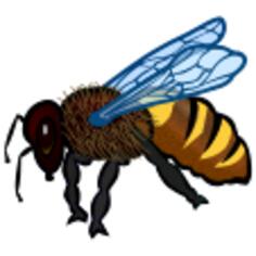 Bee close-up image