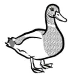Black and white duck
