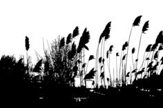 Reeds Silhouette