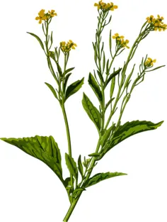 Mustard plant