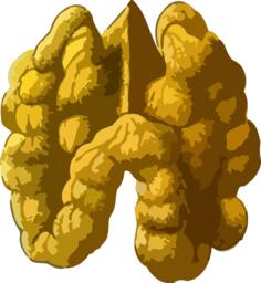 Peeled walnut