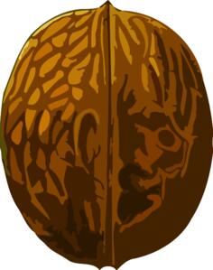 Walnut