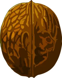 Walnut