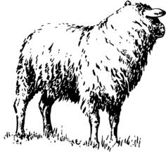 Illustration of a sheep