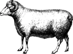 Merino ram