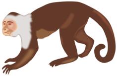 Capuchin