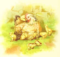 Hen and chicks
