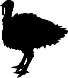 A turkey